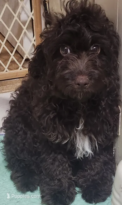 Male Cockapoo – Cockapoo puppy for sale in Rehoboth, MA