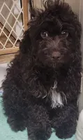 Male Cockapoo, a male Cockapoo for sale in Rehoboth, MA – 1 of 1