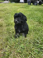 Male Havapoo, a male Cavapoo for sale in Rehoboth, MA – 2 of 3