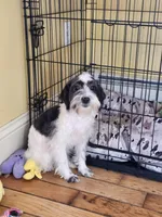 Silly Girl, a female Schnoodle for sale in Rehoboth, MA – Photo 1 of 2