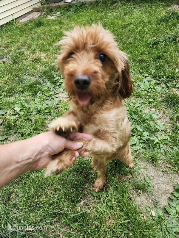 Nessie – Cavapoo puppy for sale in Rehoboth, MA