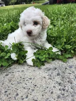 Blue eyes, a female Poodle - Toy  for sale in Rehoboth, MA – 2 of 2