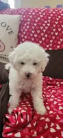 Snowball, a female Poodle - Miniature  for sale in Rehoboth, MA – Photo 1 of 2