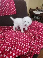 Snowball, a female Poodle - Miniature  for sale in Rehoboth, MA – Photo 2 of 2