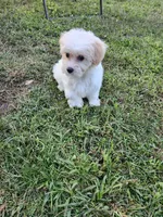 Female, a female Yorkipoo for sale in Rehoboth, MA – 2 of 3