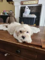 Cream male, a male Maltipoo for sale in Rehoboth, MA – 3 of 3