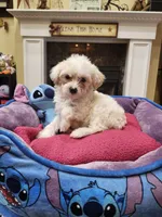 Male wh, a male Yorkipoo for sale in Rehoboth, MA – 1 of 1