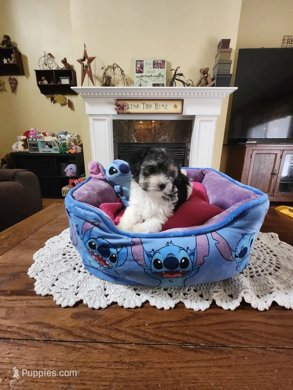 Male bl/wh – Yorkipoo puppy for sale in Rehoboth, MA