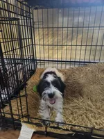  Girl 1, a female Schnoodle for sale in Rehoboth, MA – Photo 2 of 2