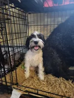  Girl 1, a female Schnoodle for sale in Rehoboth, MA – Photo 1 of 2