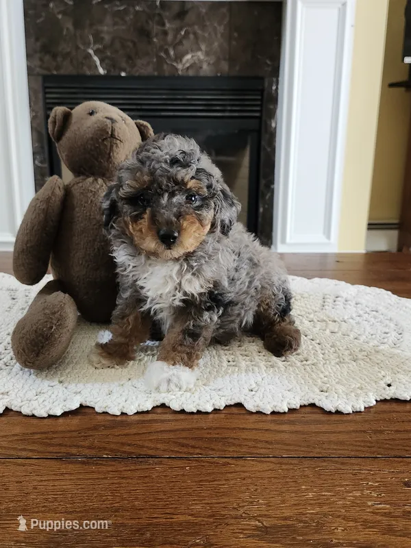 Male Toy Poodle 1  – Poodle - Toy  puppy for sale in Rehoboth, MA