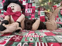 Cocoa, a female Shorkie for sale in Rehoboth, MA – Photo 2 of 4