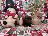 Cocoa, a female Shorkie for sale in Rehoboth, MA – Photo 4 of 4