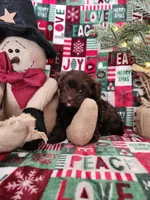 Cocoa, a female Shorkie for sale in Rehoboth, MA – Photo 3 of 4