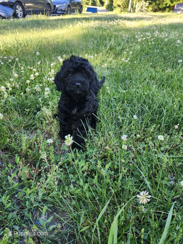 Male Cavapoo 3 – Cavapoo puppy for sale in Rehoboth, MA