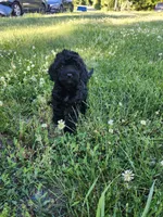 Male Cavapoo 3, a male Cavapoo for sale in Rehoboth, MA – 1 of 1