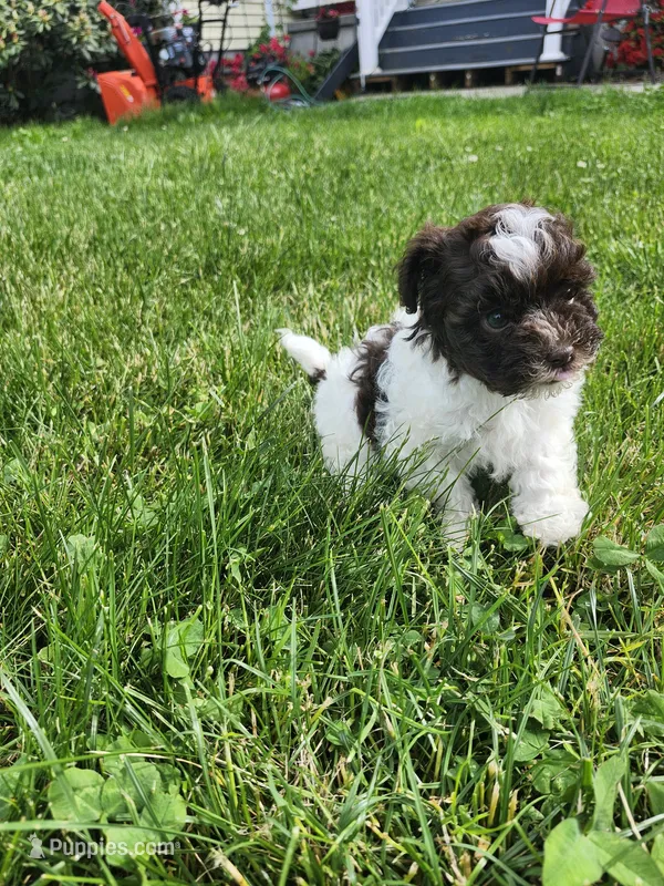 Male Shihpoo – Shihpoo puppy for sale in Rehoboth, MA
