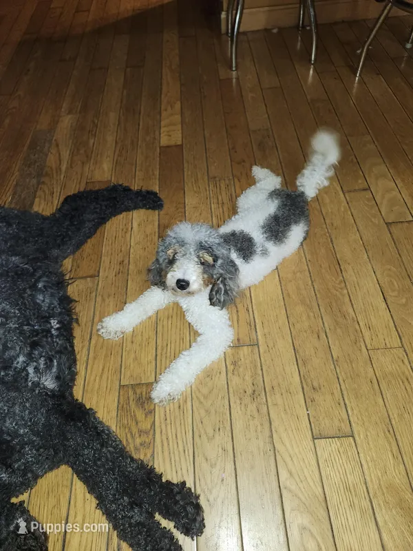 Daisy – Poodle - Miniature  puppy for sale in Rehoboth, MA