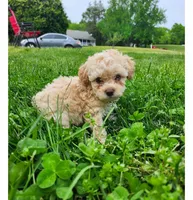 Female Toy Poodle , a female Poodle - Toy  for sale in Rehoboth, MA – 1 of 1