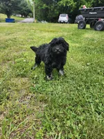 Male Havapoo, a male Cavapoo for sale in Rehoboth, MA – 3 of 3