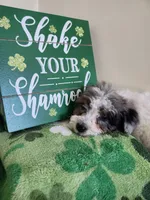 Female #3, a female Poodle - Miniature  for sale in Rehoboth, MA – Photo 2 of 2