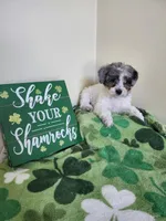 Female #3, a female Poodle - Miniature  for sale in Rehoboth, MA – Photo 1 of 2