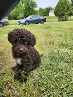 Female Cockapoo , a female Cockapoo for sale in Rehoboth, MA – 2 of 3