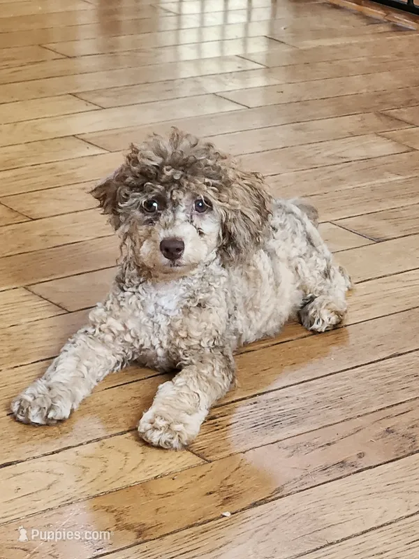 Male Toy Poodle  – Poodle - Toy  puppy for sale in Rehoboth, MA
