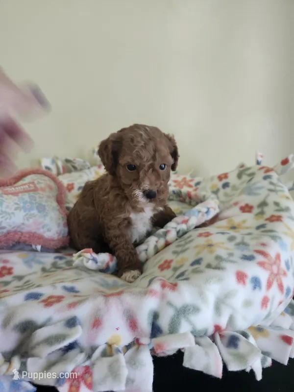 Female Mini Poodle – Poodle - Miniature  puppy for sale in Rehoboth, MA
