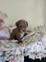 Female Mini Poodle, a female Poodle - Miniature  for sale in Rehoboth, MA – 1 of 1