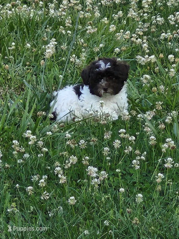 Male Shihpoo 2 – Shihpoo puppy for sale in Rehoboth, MA