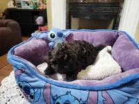 Male 2, a male Shih Tzu for sale in Rehoboth, MA – 2 of 2