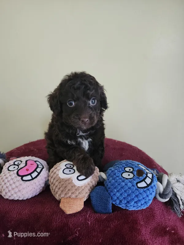 Brown male, a female Cockapoo for sale in Rehoboth, MA – Photo 1 of 2
