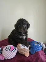 Brown male, a female Cockapoo for sale in Rehoboth, MA – Photo 2 of 2