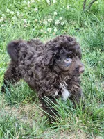 Male Cockapoo, a male Cockapoo for sale in Rehoboth, MA – 1 of 1