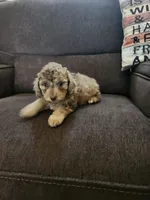 Male Toy Poodle 2, a male Poodle - Toy  for sale in Rehoboth, MA – 1 of 1