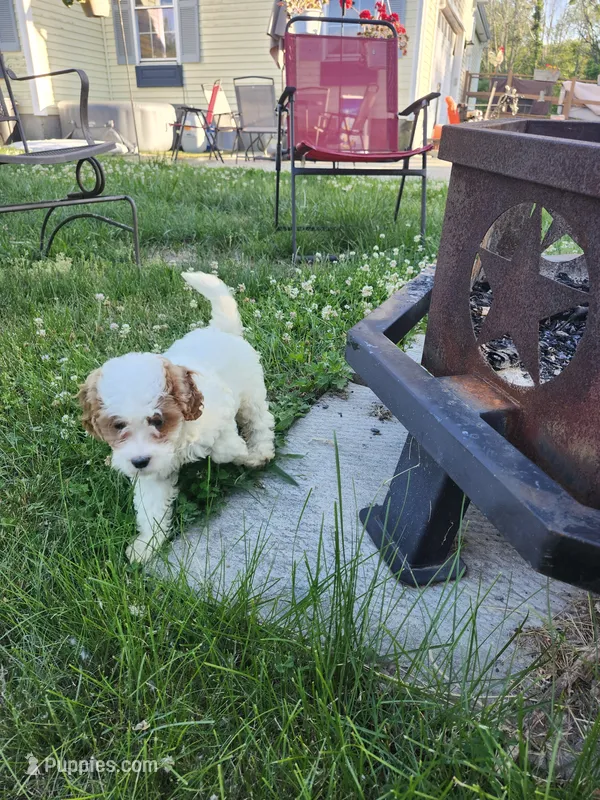 Male Cavapoo 1 – Cavapoo puppy for sale in Rehoboth, MA