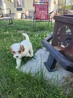 Male Cavapoo 1, a male Cavapoo for sale in Rehoboth, MA – 1 of 1