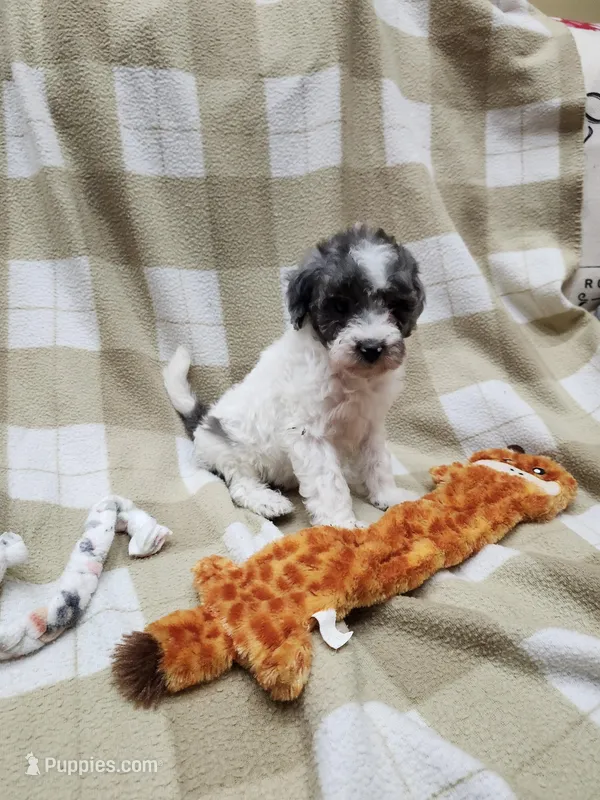 Male, a male Poodle - Miniature  for sale in Rehoboth, MA – Photo 1 of 2