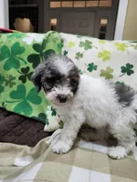 Parti male, a male Poodle - Miniature  for sale in Rehoboth, MA – Photo 2 of 2