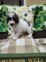Parti male, a male Poodle - Miniature  for sale in Rehoboth, MA – Photo 1 of 2