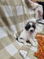 Male, a male Poodle - Miniature  for sale in Rehoboth, MA – Photo 2 of 2