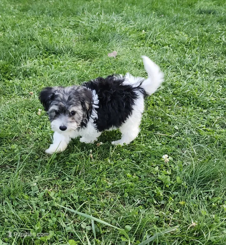Male – Yorkipoo puppy for sale in Rehoboth, MA