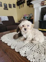 Cream male, a male Maltipoo for sale in Rehoboth, MA – 2 of 3