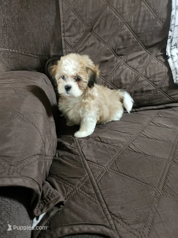 Parti male  – Maltipoo puppy for sale in Rehoboth, MA
