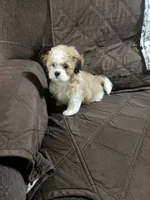 Parti male , a male Maltipoo for sale in Rehoboth, MA – 1 of 2