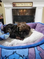 Male 3, a male Shih Tzu for sale in Rehoboth, MA – 1 of 2