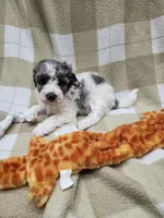 Female #1, a male Poodle - Miniature  for sale in Rehoboth, MA – Photo 2 of 2