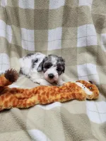 Female #1, a male Poodle - Miniature  for sale in Rehoboth, MA – Photo 1 of 2