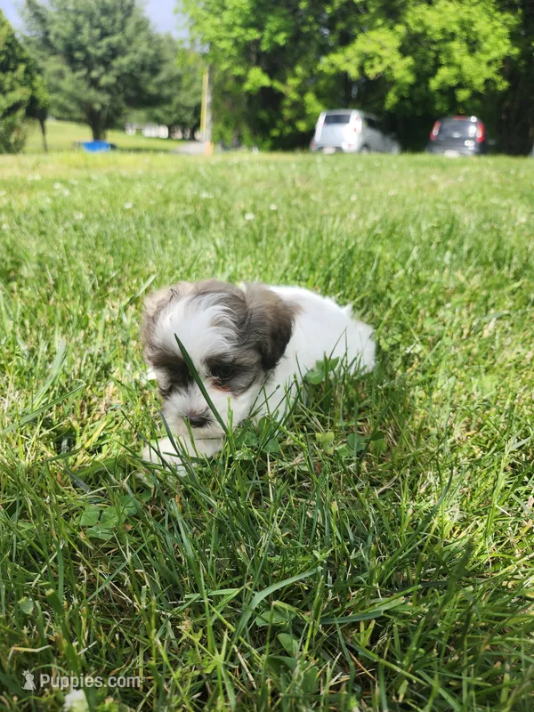 Female Shihpoo 2 – Shihpoo puppy for sale in Rehoboth, MA